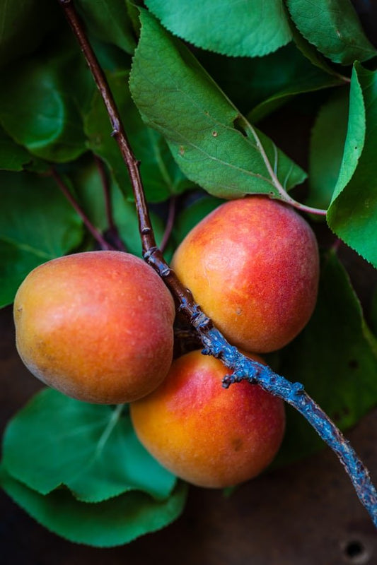 Make Tasty Mango Peach Gelato - Electro Freeze Southeast